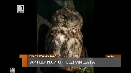 Артщрихи на седмицата