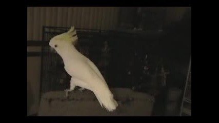 Най - Готиният танцуващ  Папагал На Света