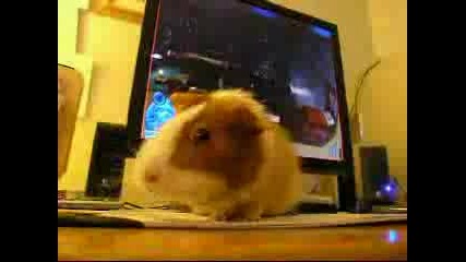 Pipsqueak Again