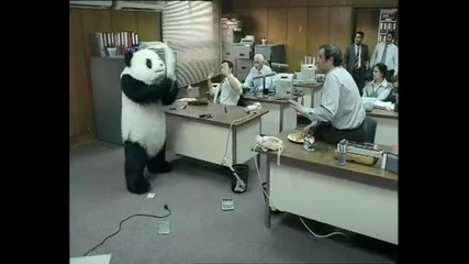 Панда разбива офис !