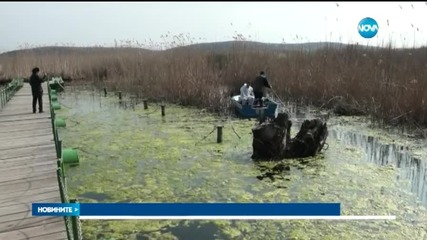 Открит е птичи грип при два пеликана в Сребърна