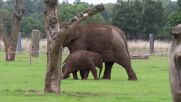 Малко азиатско слонче – атракцията на зоопарк край Лондон