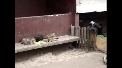 умная ворона