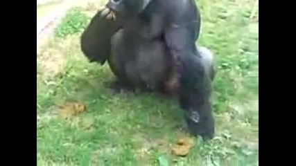 monkey funny video singe drole compilation funniest pet debiloguys viral 