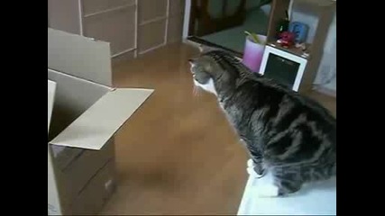 Котката и чудната голяма кутия