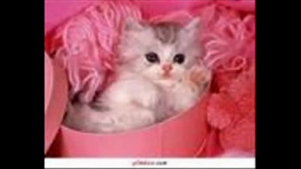 Сладки котета