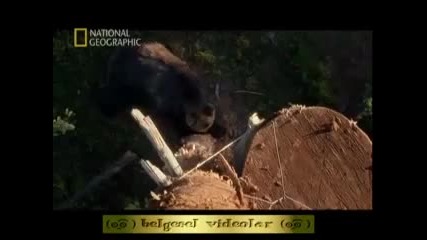 Vahsi Rusya Urallar 4 Bolum Izle 2011 Hq