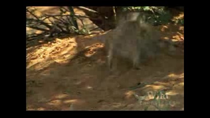 National Geographic - Wild Chronicles : Meerkat Hunting