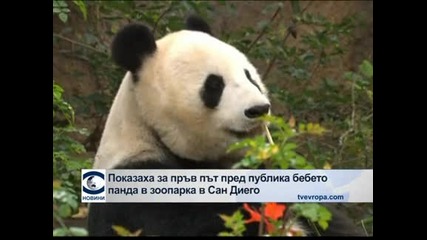 Показаха за пръв път пред публика пандата в зоопарка в Сан Диего