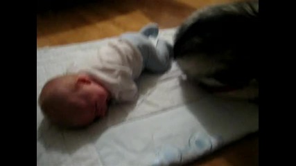 Сибирско Хъски И Бебе Плачат Заедно 