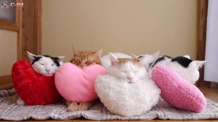 Котките с Любов