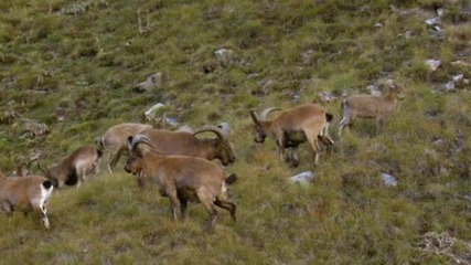 Кавказка дива антилопа във Великата граница