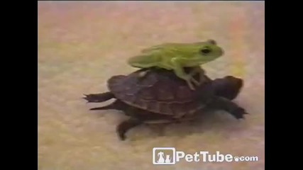 Жабче язди костенурче 