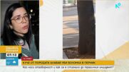 Огромен алабай нападна друго куче в Перник