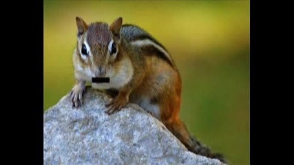 Яка Катеричка.flv