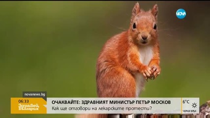 Холандия построи мост за катерици