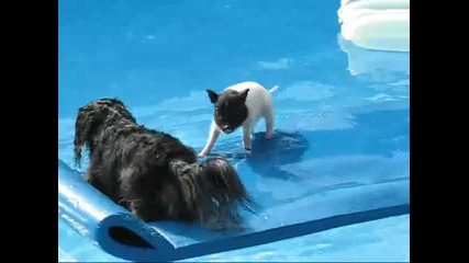 Мини прасенце и кученце се къпят в басейн