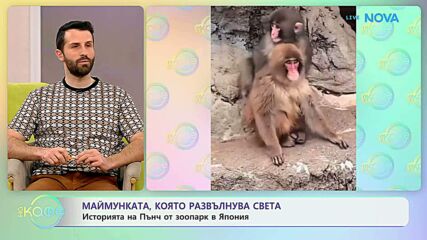 Маймунката Пънч, която развълнува света | На кафе | 23 февруари 2026