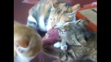 3 Котки се борят за парче месо 