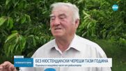 Слаба реколта на череши: Почти няма оцелели насаждения в Кюстендил
