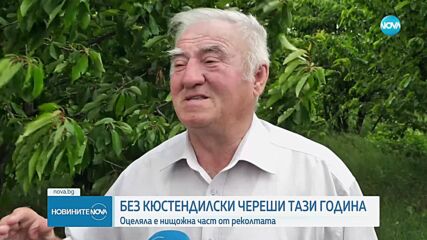 Слаба реколта на череши: Почти няма оцелели насаждения в Кюстендил