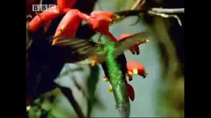 Rainforest animals and plant life in the Amazon jungle - Bbc wildlife