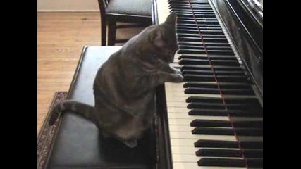 Талантлива Котка Свири На Пиано