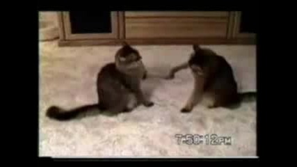 Най - Смешните Котки На Планетата