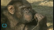 Rejected Infant Chimpanzee Matched With Surrogate Mom