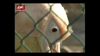 Пеликанът Груйо на банкет 