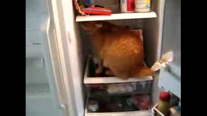 Котка Обича Да Стои В Хладилника