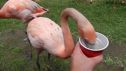 Номномном - Фламинги похапват сладко в Зоологическа градина, Сан Диего