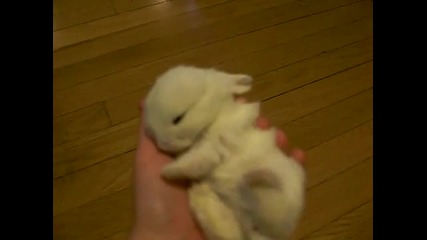 Най-сладкото зайче бебе на света