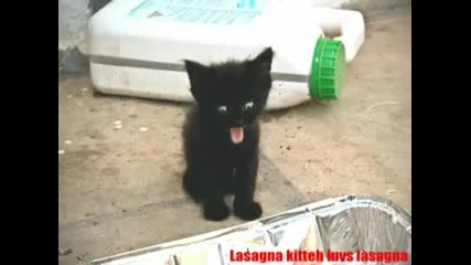 Много смешни котки ! xd 