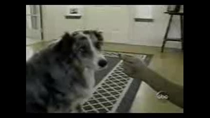 funny animals part2 [www.keepvid.com]