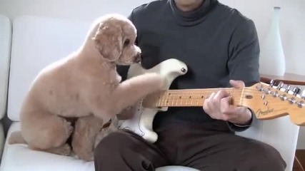 Пудел свири на китара със стопанина си!