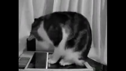 Котка на скенер - смях 
