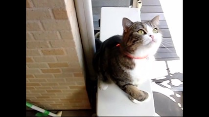 Дивото И Палаво Коте Мару