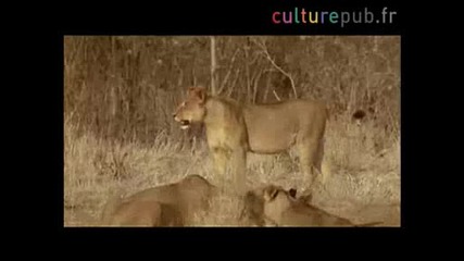 National geografic:animal book