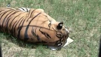 Tigers love to paint