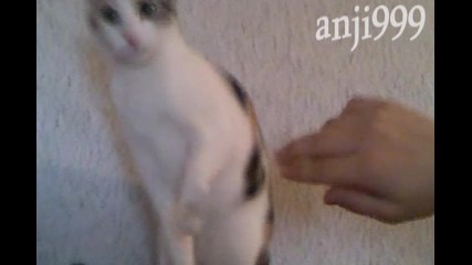 Сладкото мии котеe ..