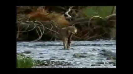 life of wolves
