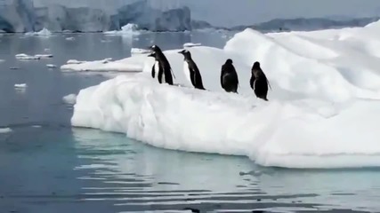 Компилация смешни случки с пингвини