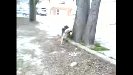 Нира