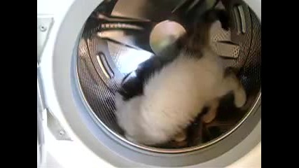Коте си играе в пералня