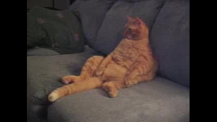 The Real Garfield