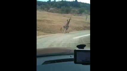 Жирафи правят секс 