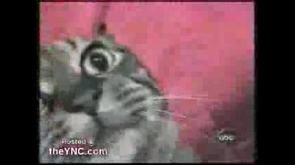 Много много смях..