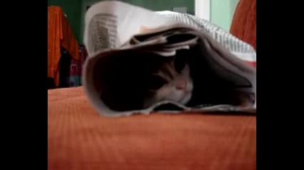 Много много много сладко коте (hug) 