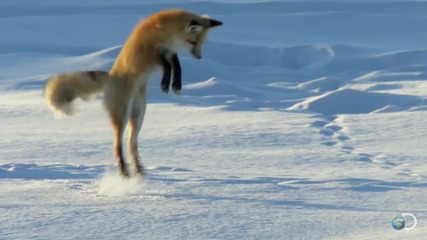 Удивително ловуване на лисица във снега